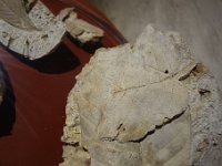 DSC2149  Quelques fossiles sont présentés dont cette feuille de vigne du Thanétien trouvée dans les travertins de Sézanne et qui atteste de la présence de la vigne en Champagne depuis 60 millions d'années.